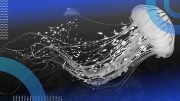 A jellyfish